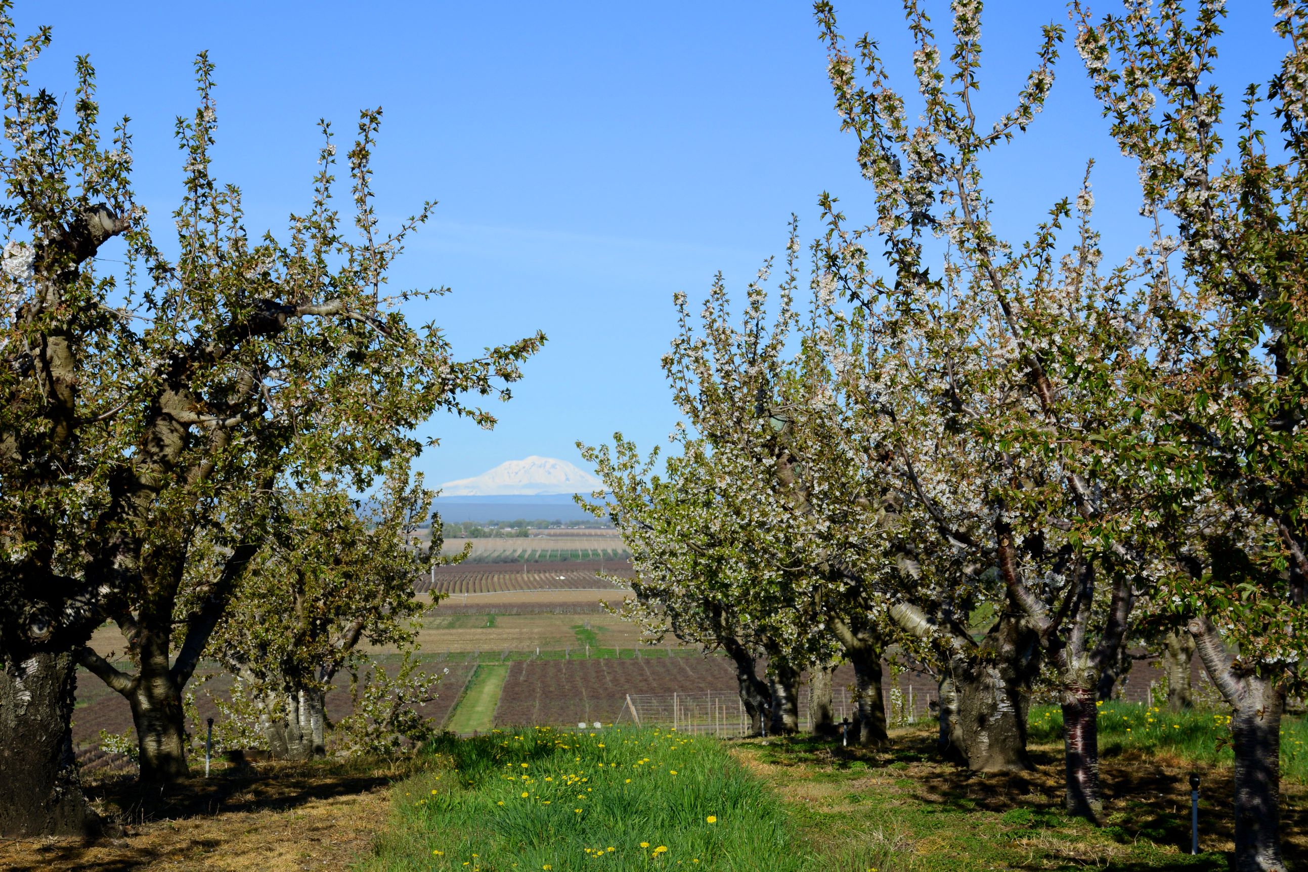 Cherry Blossom Season Sweeps the Yakima Valley 